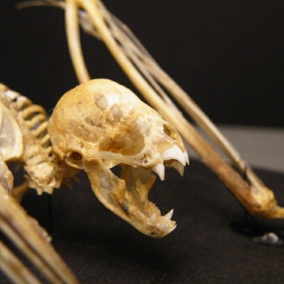 Meet your Posher, Morgan - Picture 1 of 1